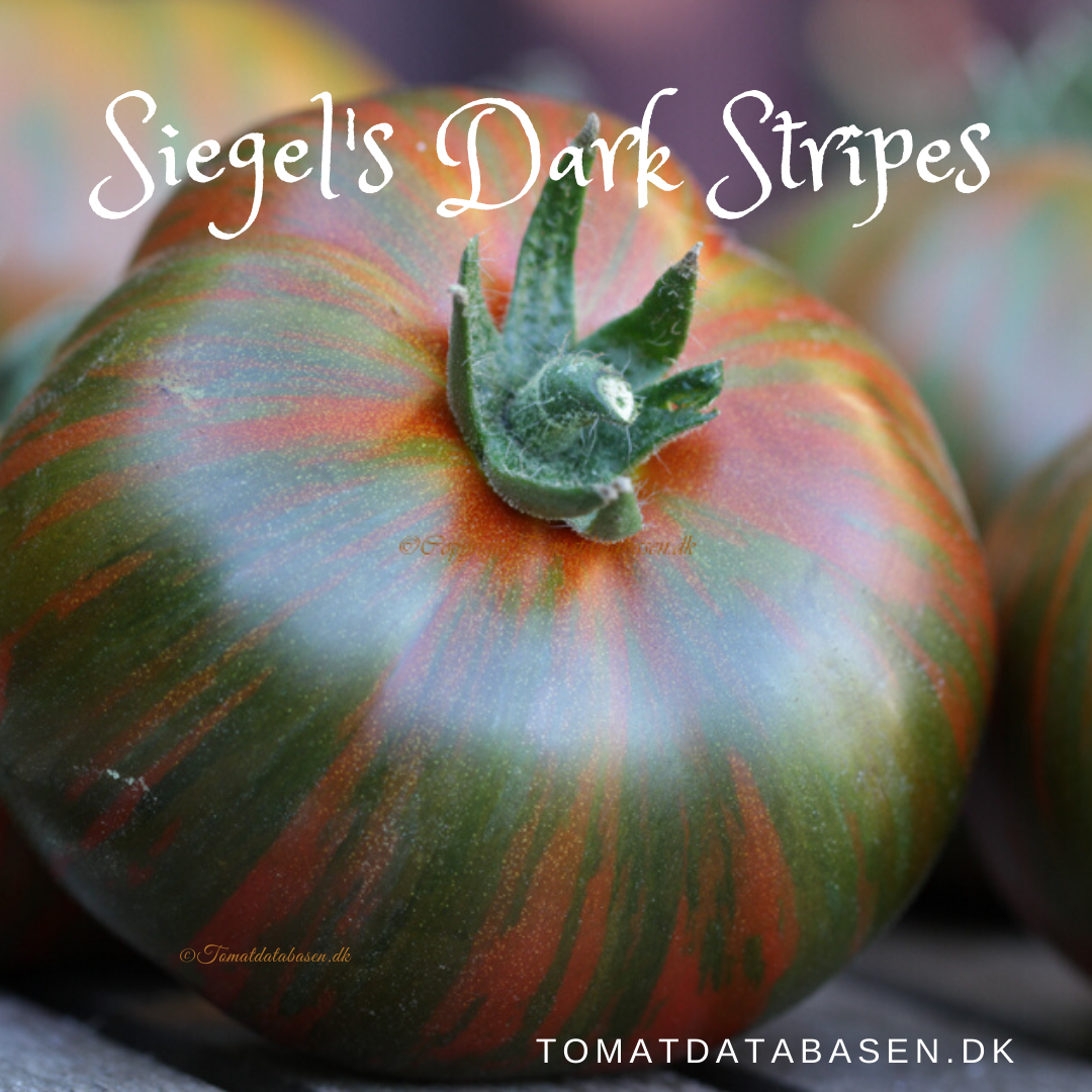 Siegel's Dark Stripes